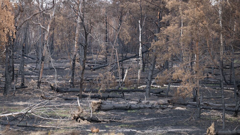 Bei dem Feuer Anfang Juli ist schlimmer Schaden in der Gohrischheide entstanden.