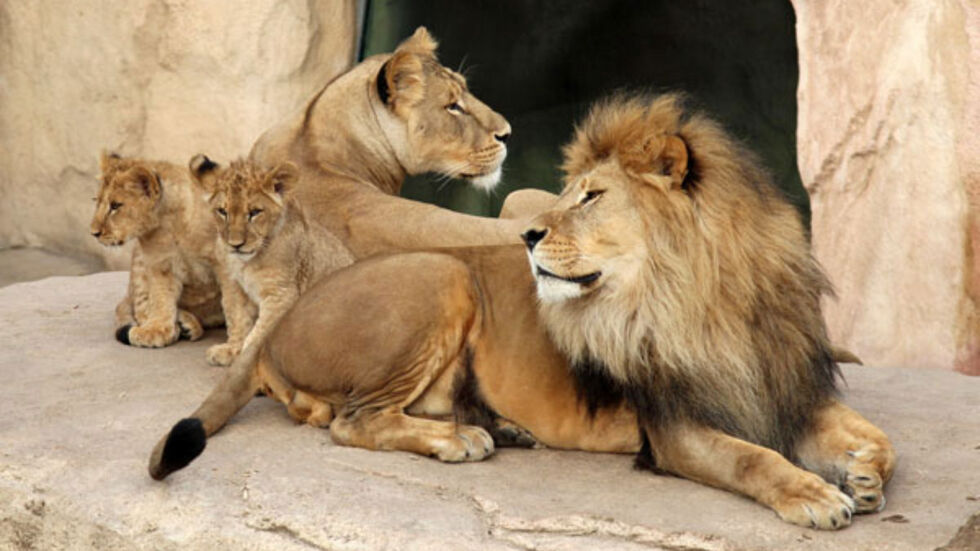 Löwenfamilie mit den Eltern Jago und Layla und ihren Jungtieren Abaja und Damien im Dresdner Zoo. (Archivbild von 2012)