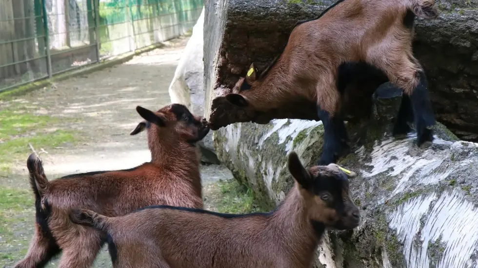 Im Tierpark Chemnitz gibt es Nachwuchs bei den Erzgebirgsziegen: Eine seltene Drillingsgeburt zeigt, warum auch alte heimische Nutztierrassen ihren großen Auftritt verdienen. Im Tierpark Chemnitz gibt es Nachwuchs bei den Erzgebirgsziegen: Eine seltene Drillingsgeburt zeigt, warum auch alte heimische Nutztierrassen ihren großen Auftritt verdienen.