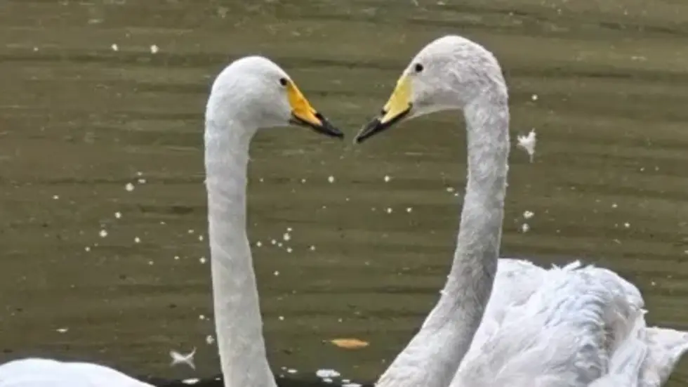 Küsschen! Liebe kann so schön sein. Küsschen! Liebe kann so schön sein.