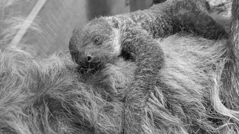 Das kleine Faultier wurde nur wenige Tage alt