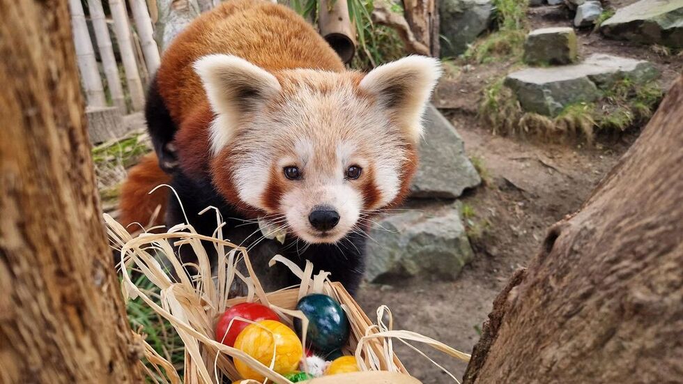Der Rote Panda hat sein Osternest schon gefunden