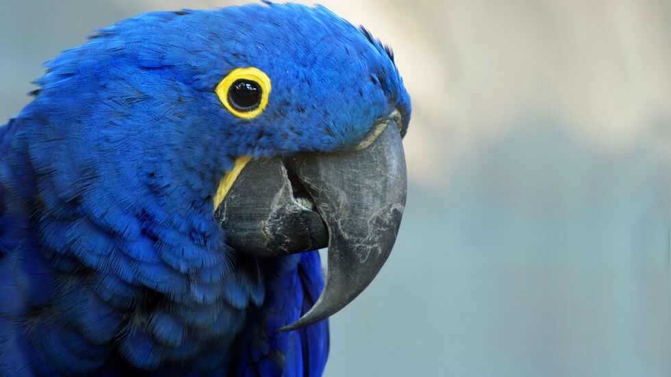 Der Zoo Hoyerswerda trauert um Hyazinthara Rosi. 