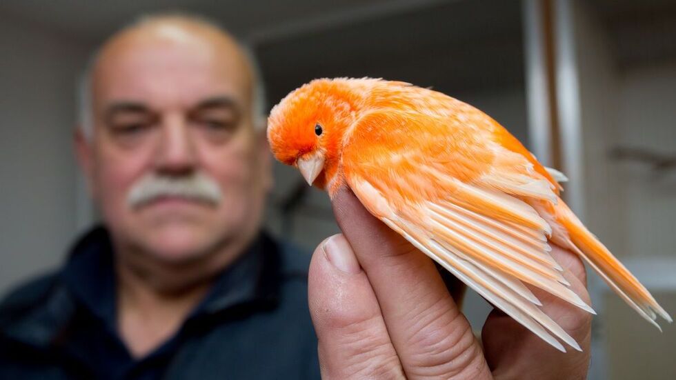 Organisator Rüdiger Partzsch freut sich auf viele farbenprächtige Vögel.