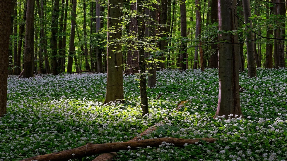 Die beliebten Kräuter sind im Handel sehr teuer, ein getrocknetes Kilo kann zwischen 50 und 100 Euro kosten.