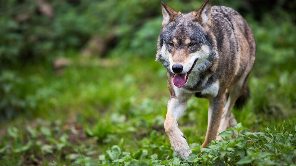 In Deutschland steht der Wolf unter strengem Schutz.