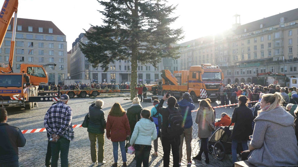 Der Striezelmarktbaum wird am Samstag in Dresden aufgestellt. (Archivbild)