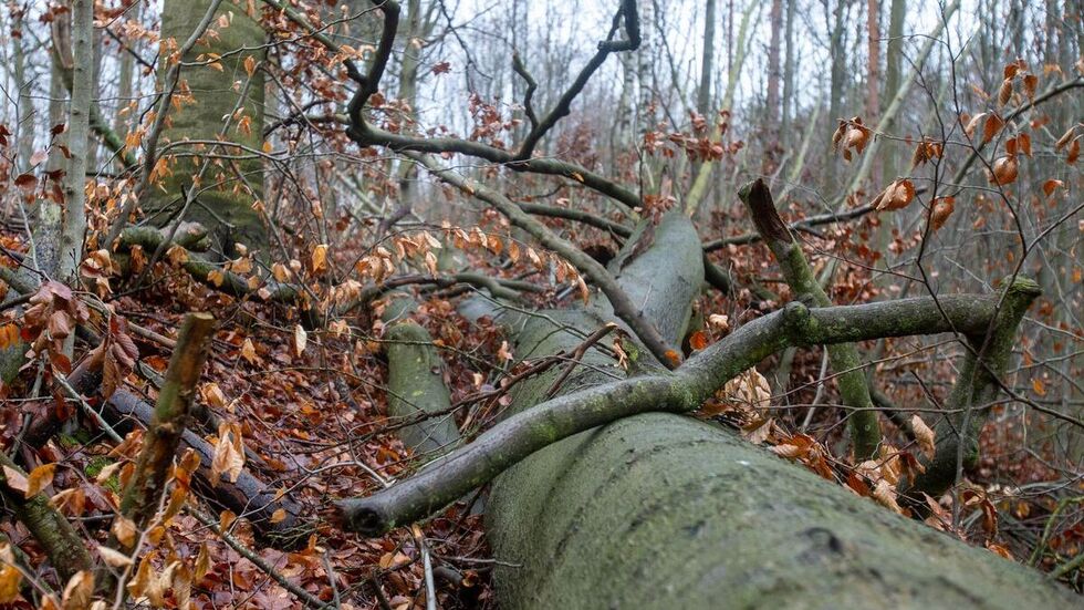 Beispielfoto Beispielfoto