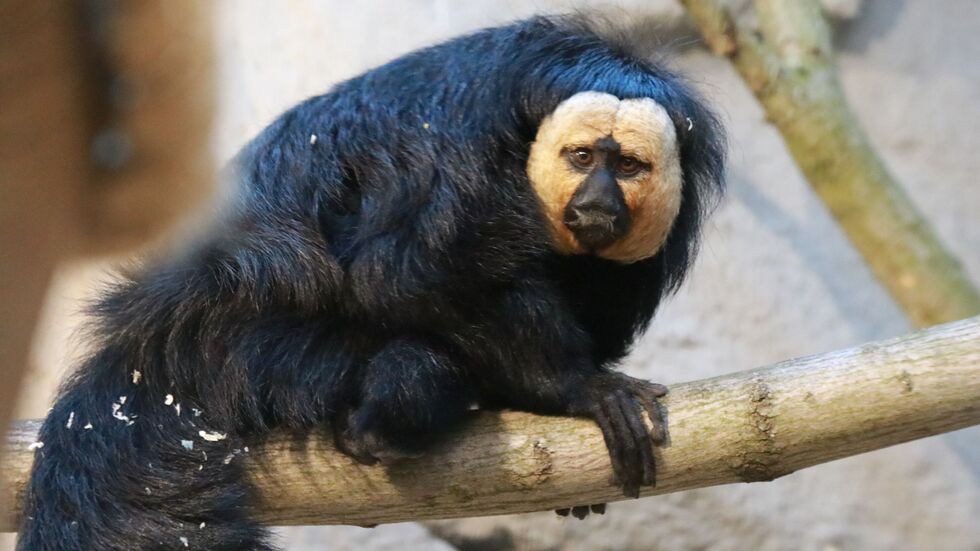 Ein echter Hingucker: Die Weißkopfsakis im Tierpark Chemnitz.
