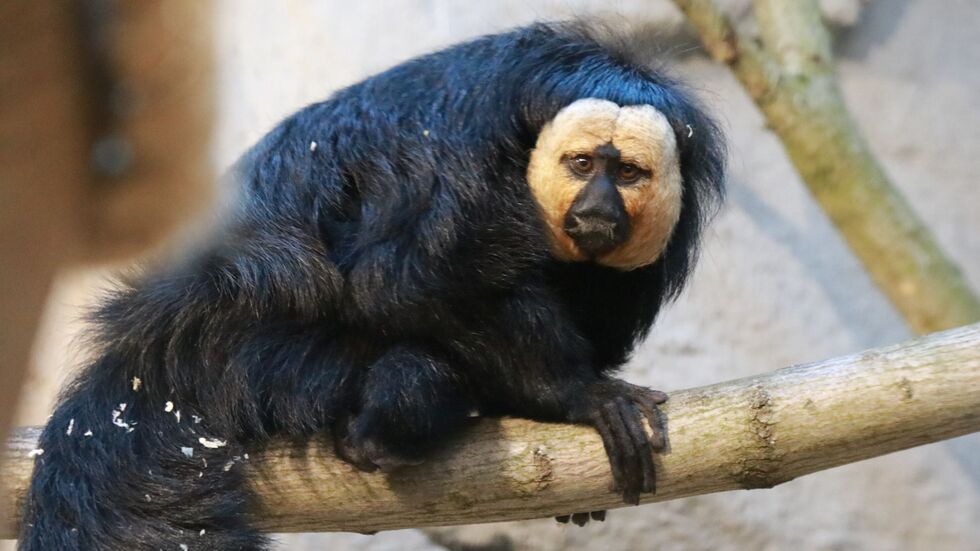Ein junges Weißkopfsaki-Männchen im Tierpark Chemnitz.