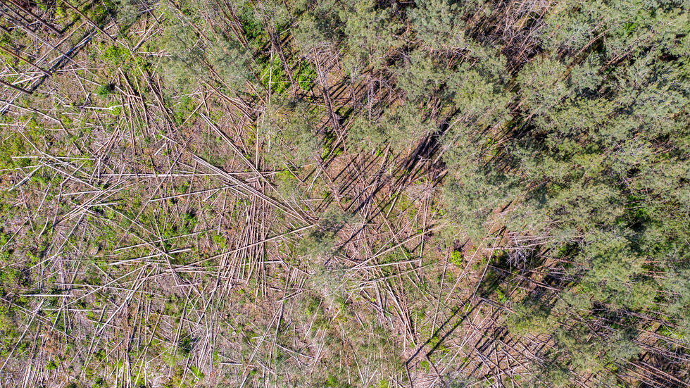 Beispielfoto eines vom Borkenkäfer geschwächten Waldes. 