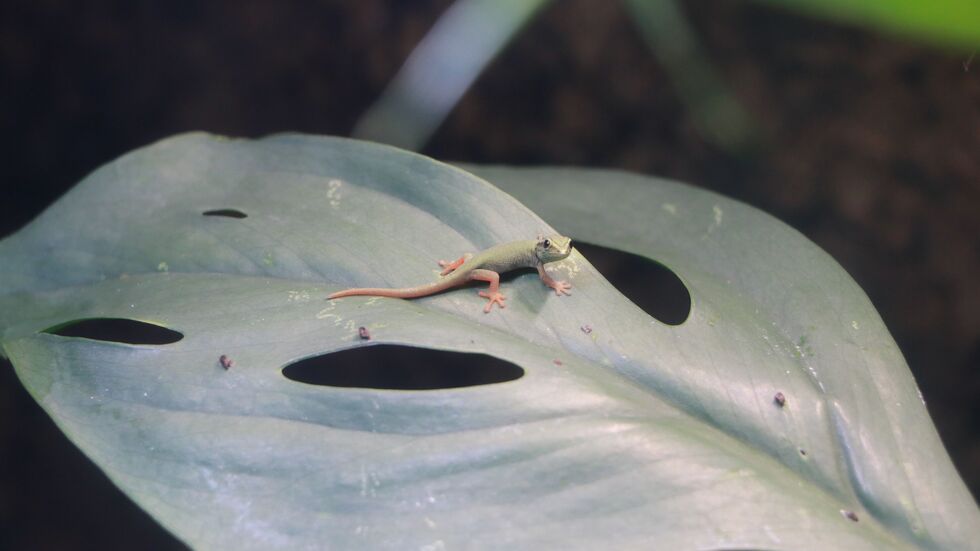 Da sieh einer an. Im Chemnitzer Tierpark sind vier Himmelblaue Zwergtaggecko zur Welt gekommen. Da sieh einer an. Im Chemnitzer Tierpark sind vier Himmelblaue Zwergtaggecko zur Welt gekommen.