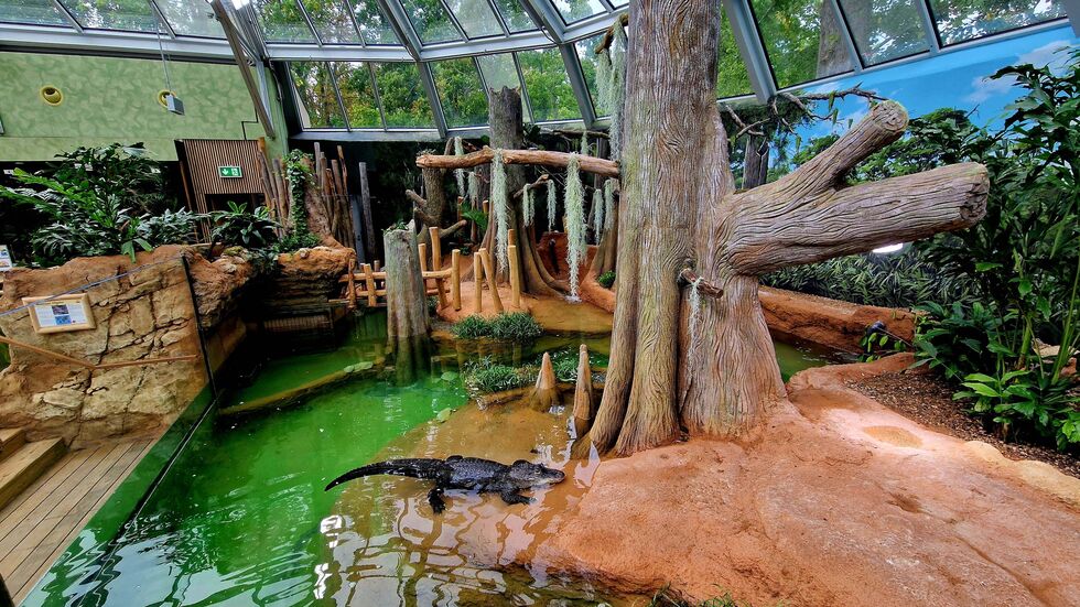 Ein Alligator im neuen Terrarium im Zoo Leipzig. 