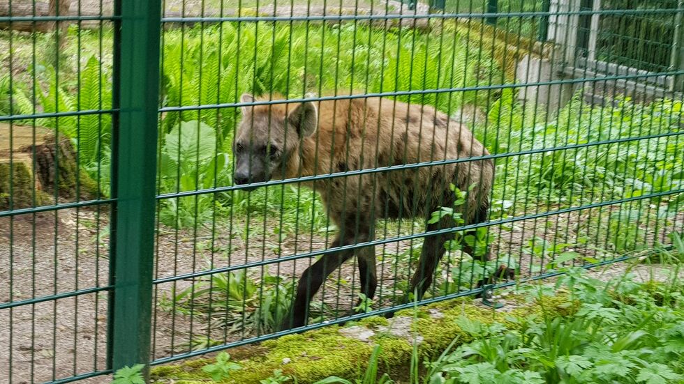 Hyäne im Chemnitzer Tierpark Hyäne im Chemnitzer Tierpark