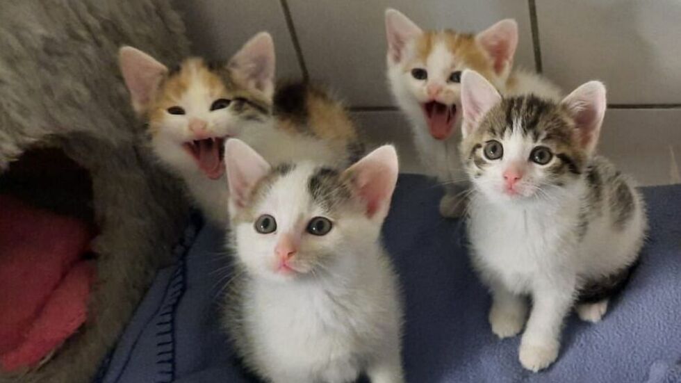 Klein sind sie, haben aber einen Mordshunger...