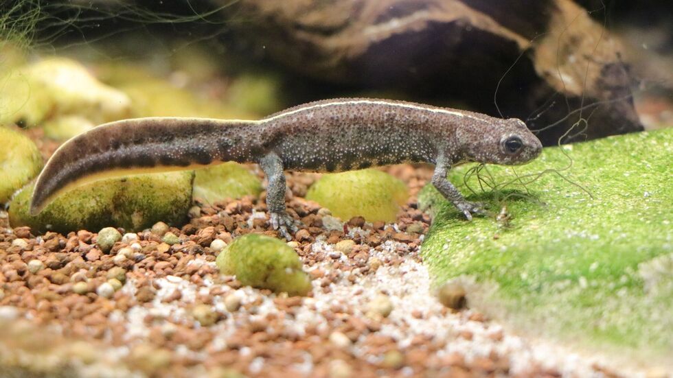 Ein erwachsener Anatolischer Kammmolch im Vivarium des Tierparks Chemnitz