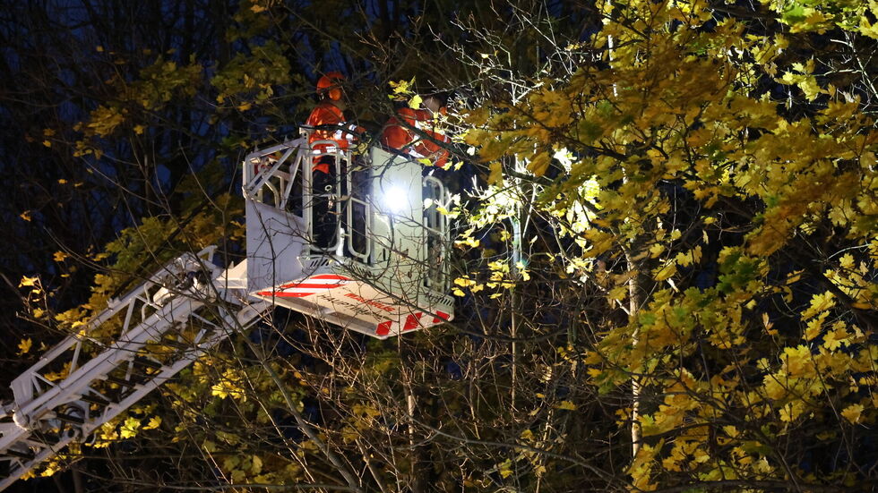 Um  an das betroffene Gebäude heranzukommen, mussten zunächst zwei weitere Bäume zwischen der S272 und dem Wohnhaus gefällt werden. Um  an das betroffene Gebäude heranzukommen, mussten zunächst zwei weitere Bäume zwischen der S272 und dem Wohnhaus gefällt werden.