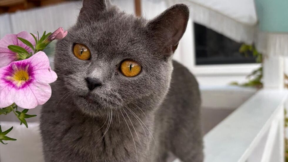 Gretel ist eine Augenweide von einer Britisch-Kurzhaar-Mieze.