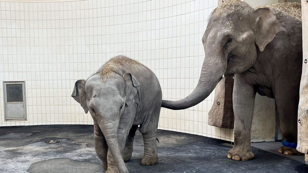 Mama Rani (15) und Töchterchen Savani (2) sind unzertrennlich. Mama Rani (15) und Töchterchen Savani (2) sind unzertrennlich.