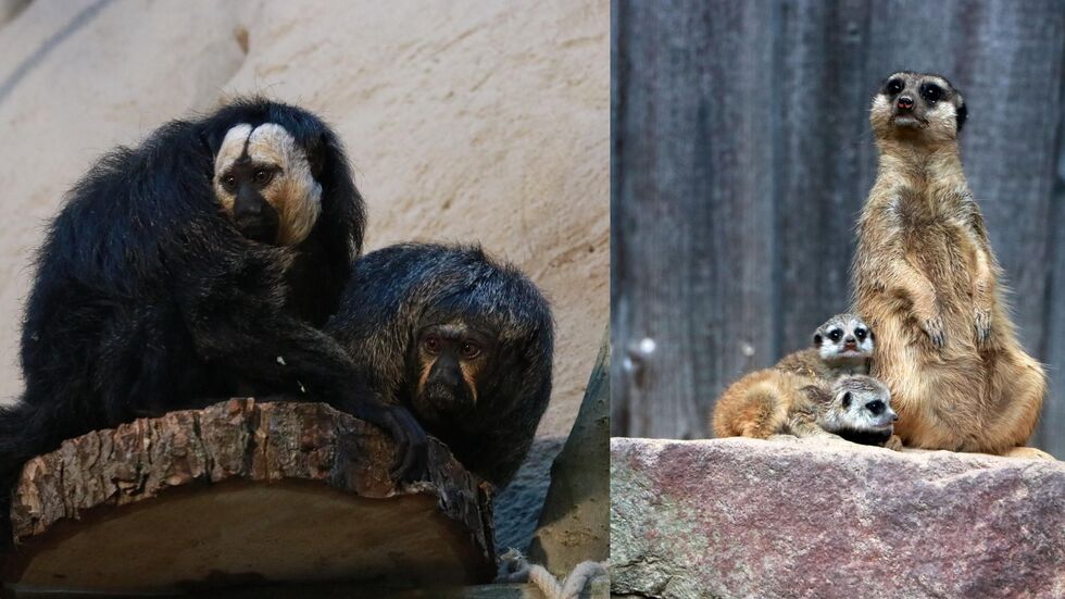 Bei den Erdmännchen gibt es Nachwuchs - und Sakis fühlen sich inzwischen pudelwohl. Bei den Erdmännchen gibt es Nachwuchs - und Sakis fühlen sich inzwischen pudelwohl.
