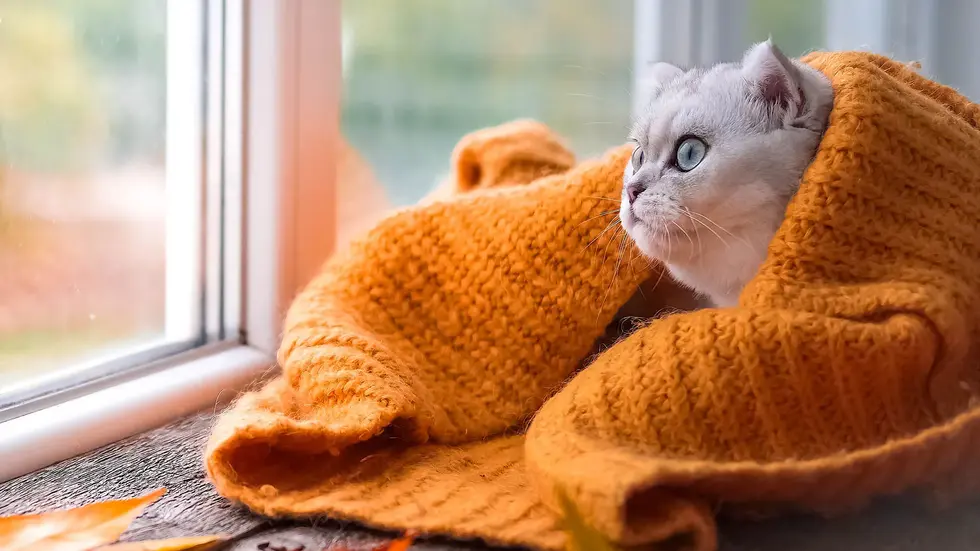 Einige Tiere bekamen sogar einen Pullover, um besser durch die kalten Tage zu kommen Einige Tiere bekamen sogar einen Pullover, um besser durch die kalten Tage zu kommen