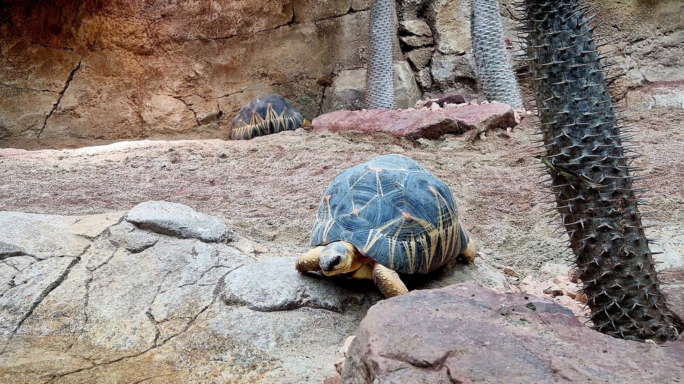 Eine Schildkröte in ihrem neuen Zuhause.
