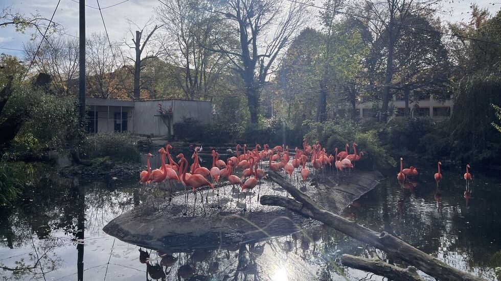 Die farbenfrohen Tiere im Dresdner Zoo. Die farbenfrohen Tiere im Dresdner Zoo.