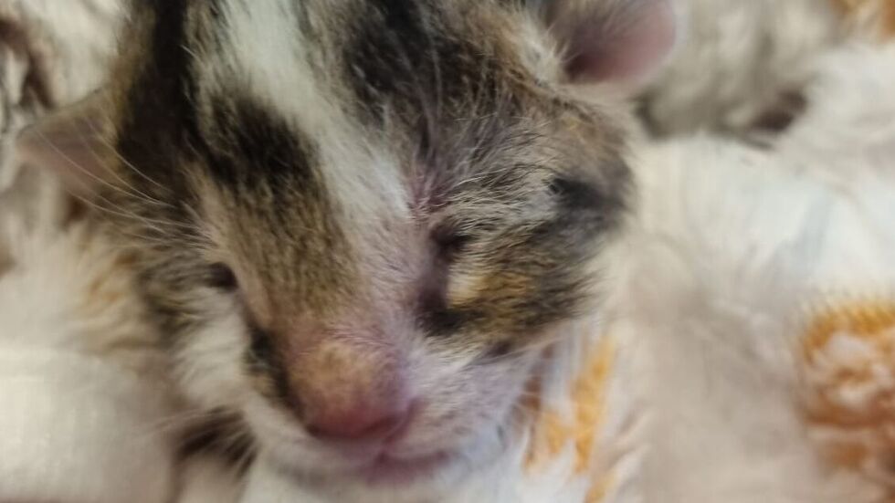 Dieses Kitten hat es leider nicht geschafft. Dieses Kitten hat es leider nicht geschafft.