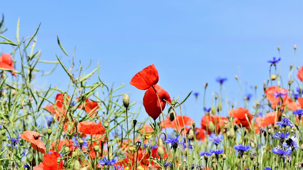 In Pirna werden wieder Blumen gepflanzt. (Symbolbild)