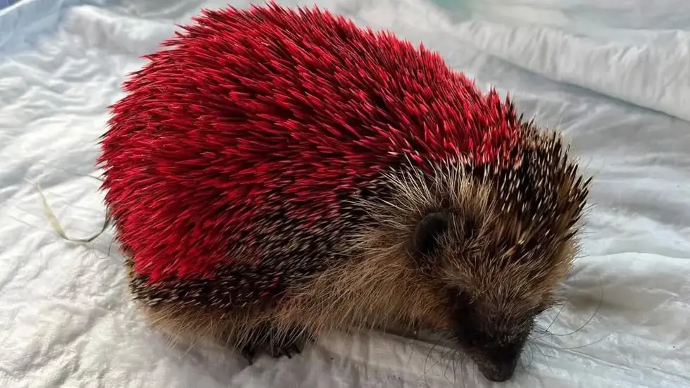 Tierquäler haben den Igel mit roter Farbe besprüht.