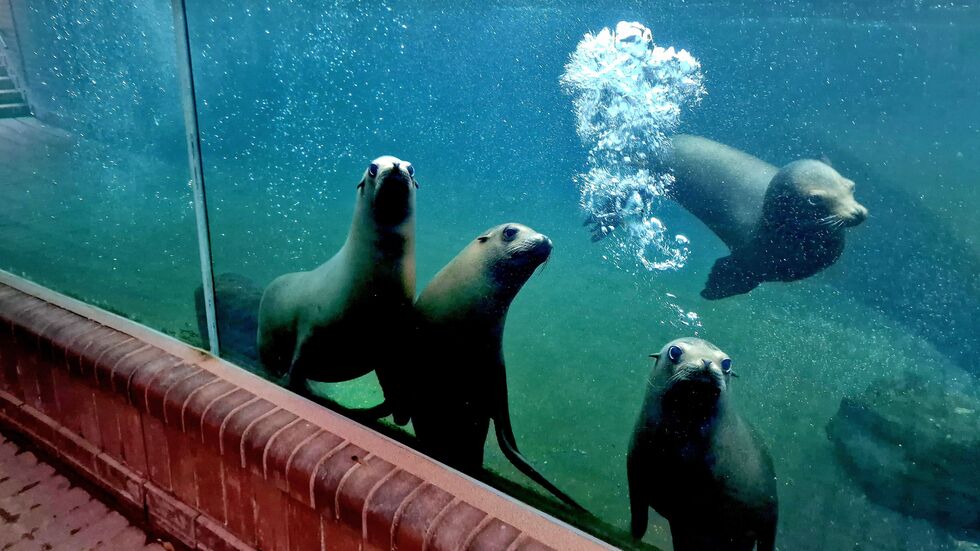 In die neue Wasserwelt Feuerland sollen diese Seelöwen und Pinguine einziehen.