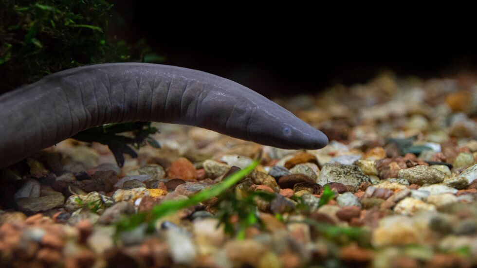 Im Vivarium des Tierparks Chemnitz gibt es eine neue Amphibie zu entdecken: die Kolumbianische Schwimmwühle (Typhlonectes natans).