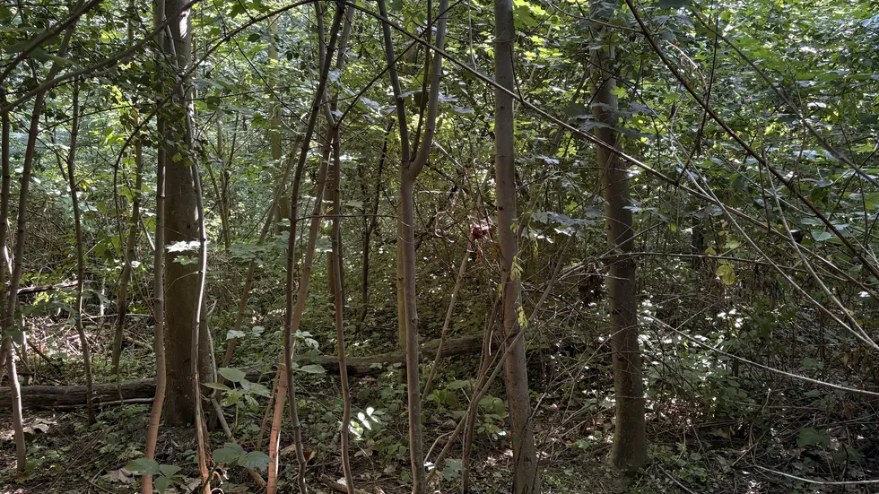 In dem noch relativ jungen Wald sind bereits viele Bäume gewachsen.