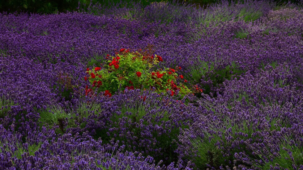 Das Lavendel-Blütenmeer sorgt für einen entspannten Duft...