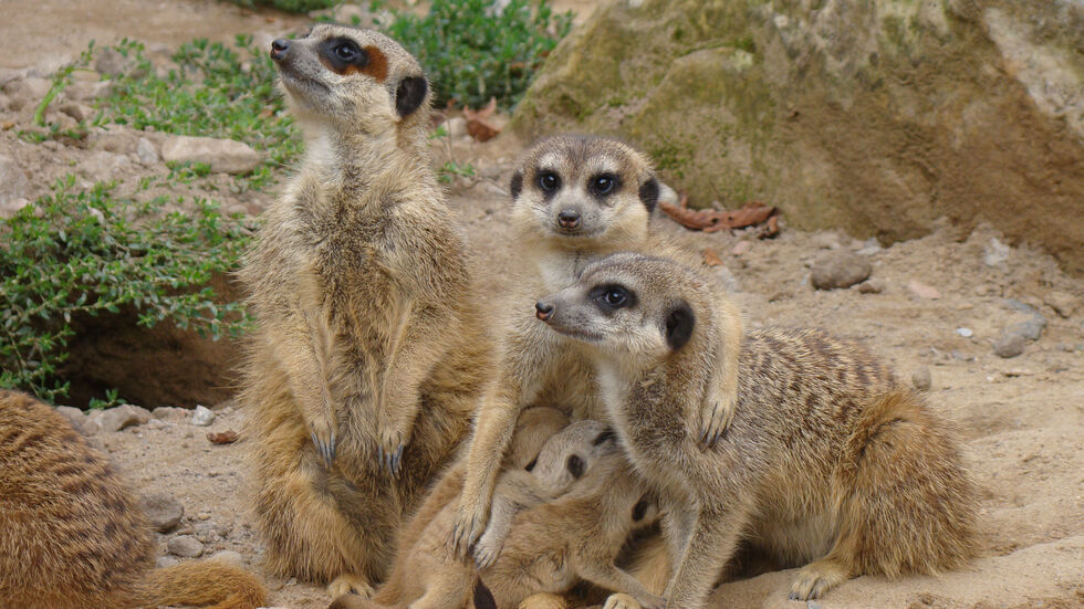 Bei den Erdmännchen gibt es bereits Nachwuchs - bei anderen Tieren hofft der Zoo.