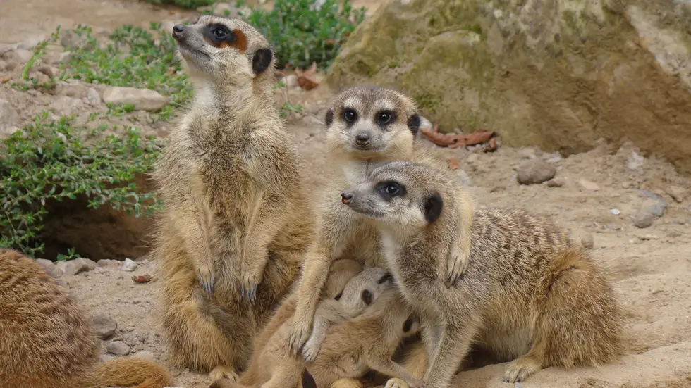 Bei den Erdmännchen gibt es bereits Nachwuchs - bei anderen Tieren hofft der Zoo.