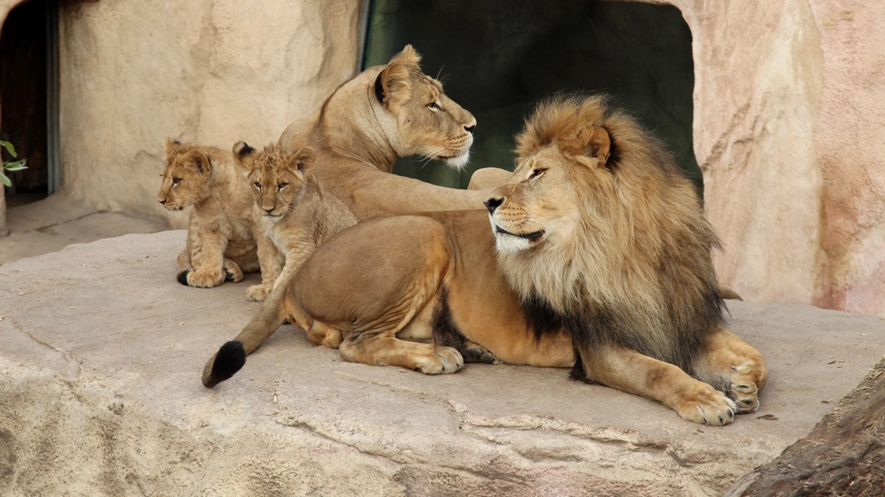 Glückliche Löwenzeiten. Die ganze Familie 2012. Archivbild