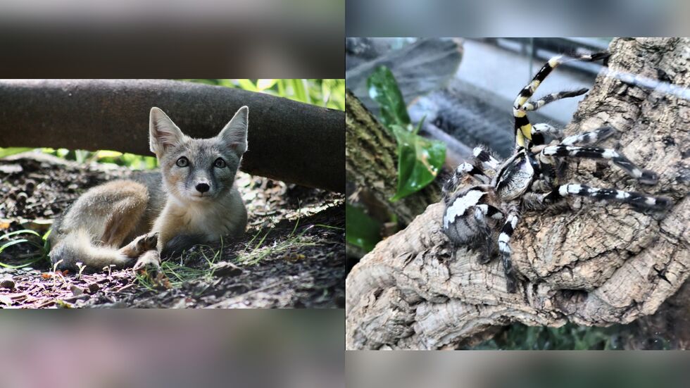Ein neues Korsakweibchen ist im Tierpark Chemnitz eingezogen und eine Tigervogelspinne ist neue Bewohnerin des Tropenhauses. Ein neues Korsakweibchen im Tierpark Chemnitz eingezogen und eine Tigervogelspinne ist neue Bewohnerin des Tropenhauses.