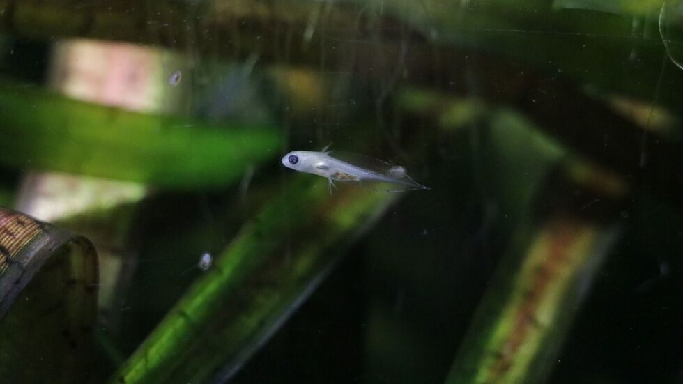 Eine von ca. 10 bis 15 Larven der Anatolischen Kammmolche, die im Vivarium des Tierparks Chemnitz geschlüpft sind