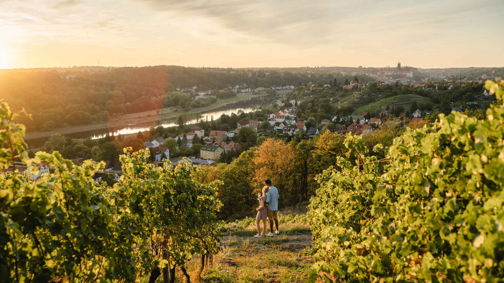 Sonnenuntergang in den Weinbergen des Weingutes Schuh.