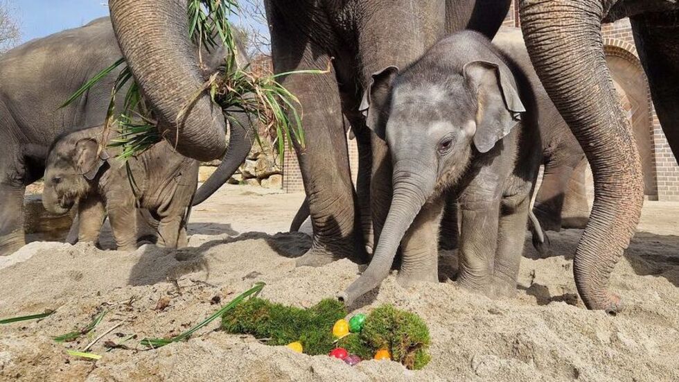 Die Elefantenkinder Akito und B﻿ào Ngoc suchen nach Ostereiern