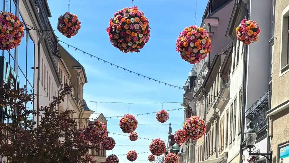 50 Blumenkugeln schmücken wieder die Korngasse und Petersstraße hoch über den Köpfen der Passanten. 