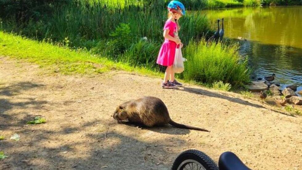 Dieses Foto haben wir von einem Neuplanitzer geschickt bekommen. Dieses Foto haben wir von einem Neuplanitzer geschickt bekommen.