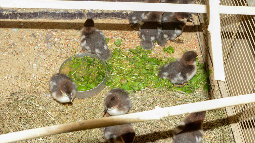 Die Kameraden haben die Küken anschließend der Auffangstation des Tierparks übergeben.