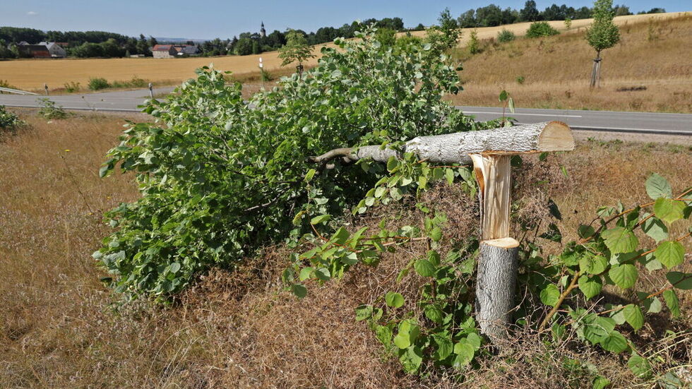 Die Unbekannten haben an der S 288 einfach drei junge Linden abgeholzt.