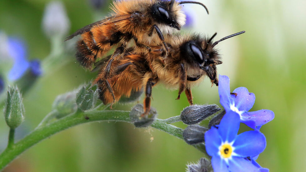 Bienen auf einer Vergissmeinnicht-Pflanze Bienen auf einer Vergissmeinnicht-Pflanze