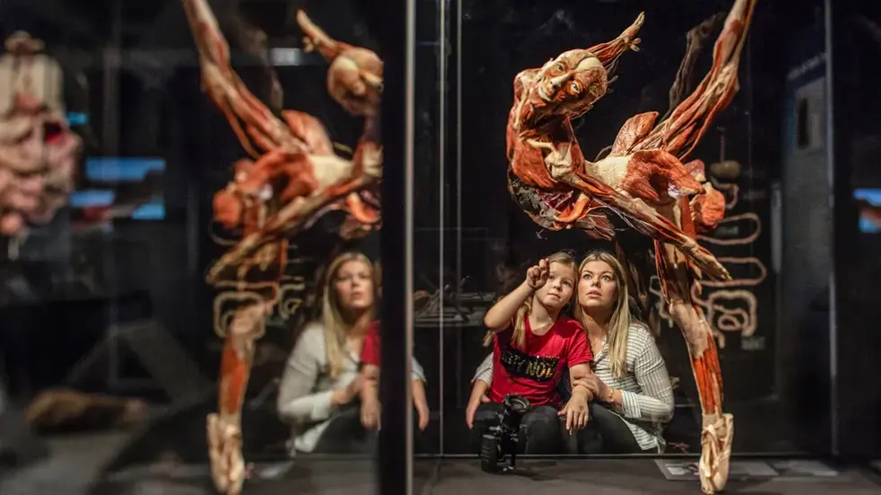 Ein Kind zeigt nach oben, die Mutter blickt staunend hinterher: In der Chemnitzer Ausstellung „KÖRPERWELTEN & Der Zyklus des Lebens“ werden Anatomie, Bewegung und Vergänglichkeit auf eindrucksvolle Weise sichtbar.
