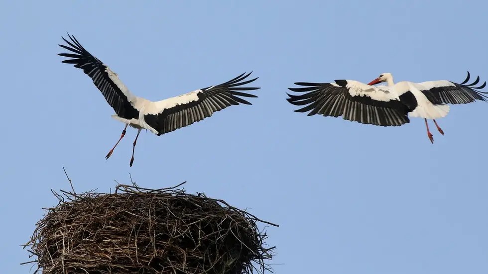 Störche fliegen ihr Nest an Störche fliegen ihr Nest an