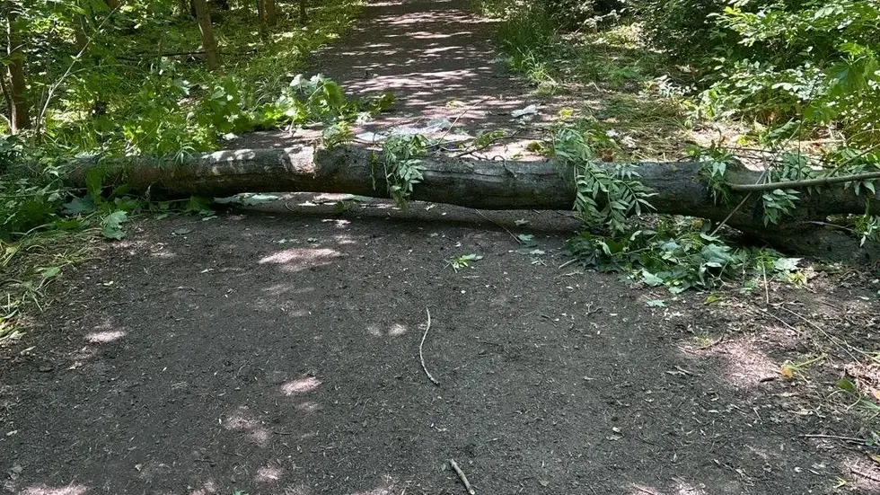 Dieser Baum stürzte auf den Spaziergänger.