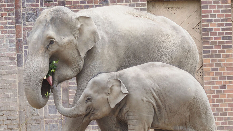 Immer gemeinsam im Zoo Leipzig unterwegs: Elefantenkuh Rani (15) und Tochter Savani (2). Immer gemeinsam im Zoo Leipzig unterwegs: Elefantenkuh Rani (15) und Tochter Savani (2).